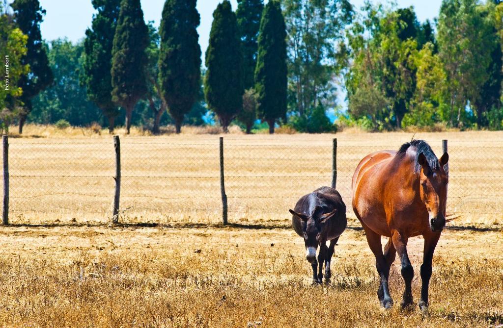Podere Del Gesso Tarquinia Exteriér fotografie